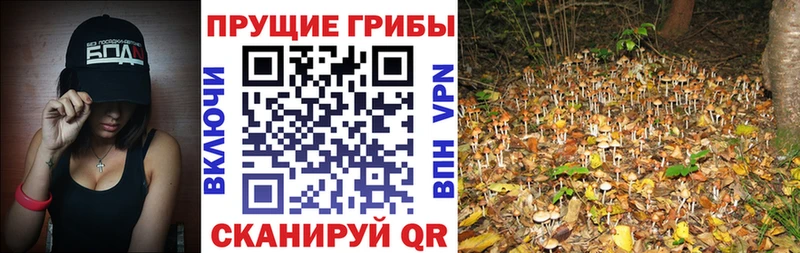 Купить  Заозёрск  Галлюциногенные грибы Psilocybine cubensis 